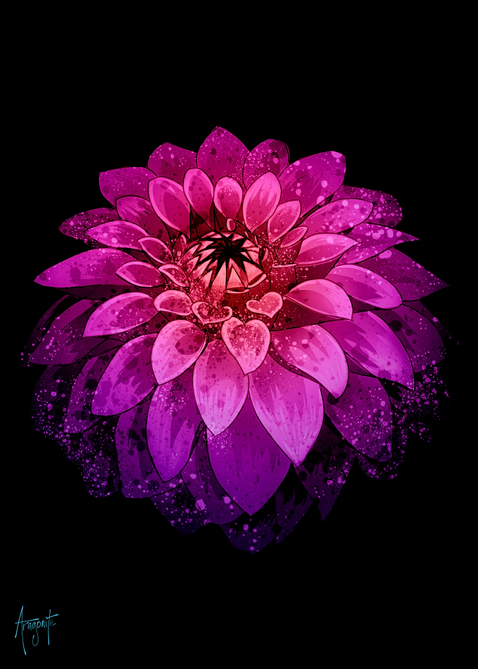Pink Dahlia