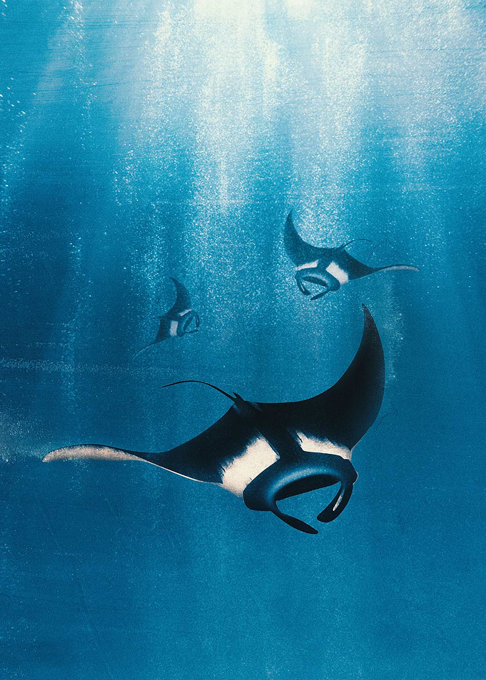 Manta Ray