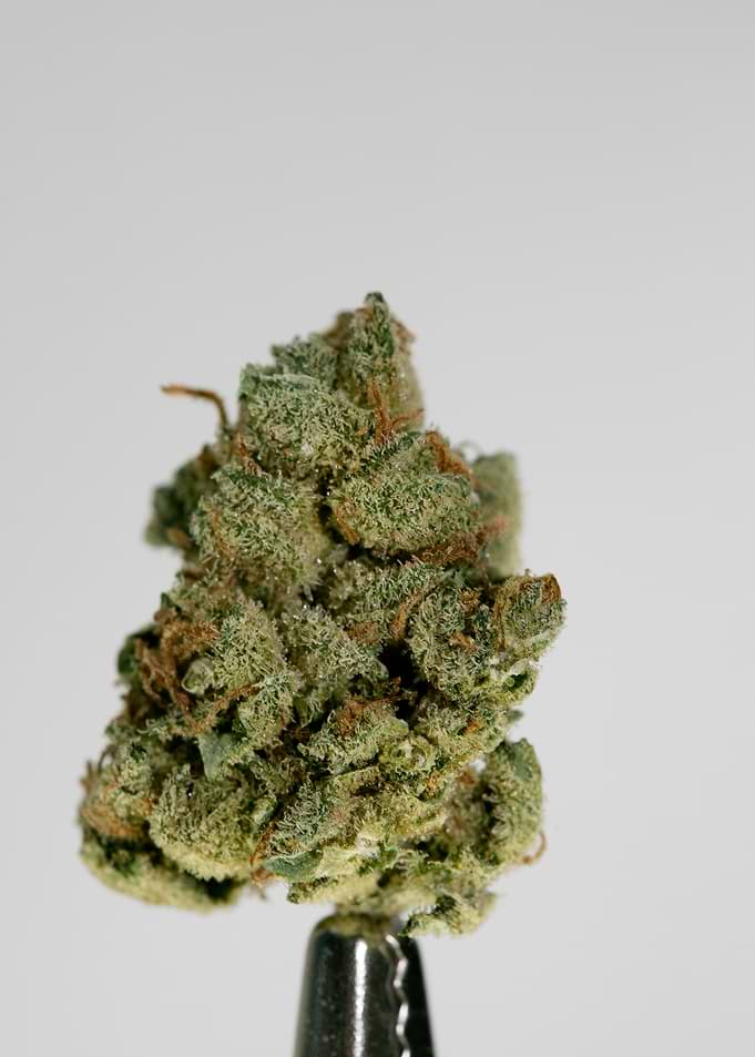 Super lemon haze skunk