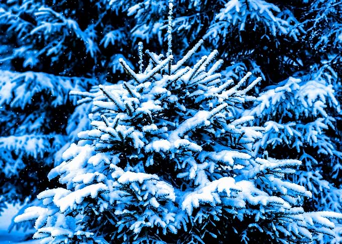 Blue Christmas Tree Snow