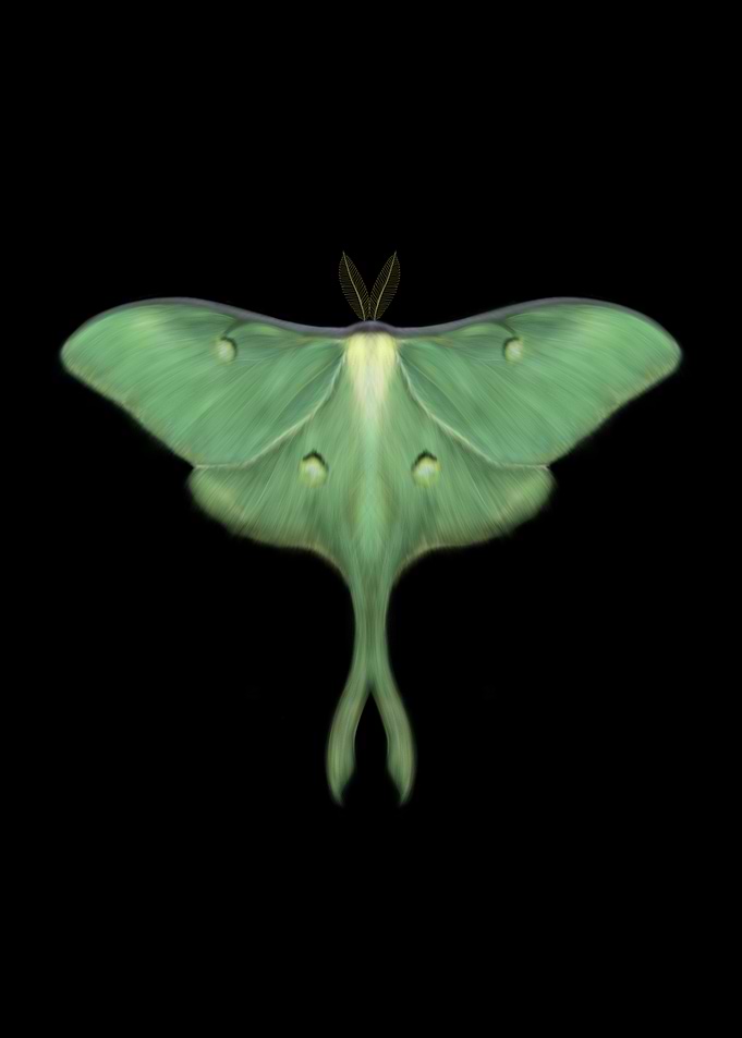 The Luna Moth