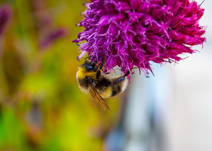 Honey To The Bee