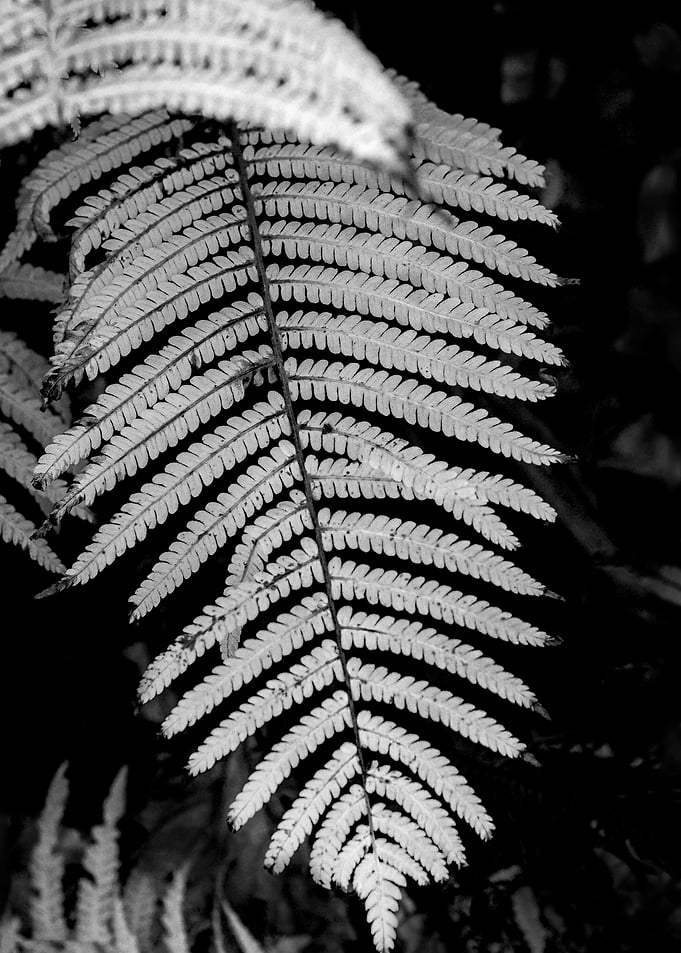 Beautyful fern leaf