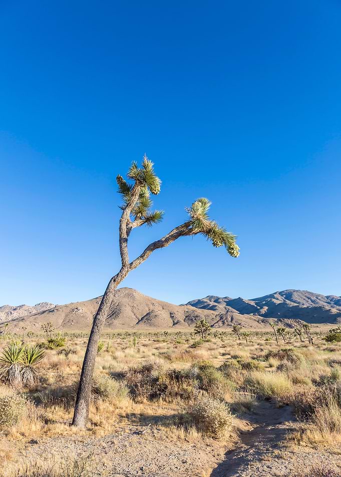 Lonely Joshua Tree