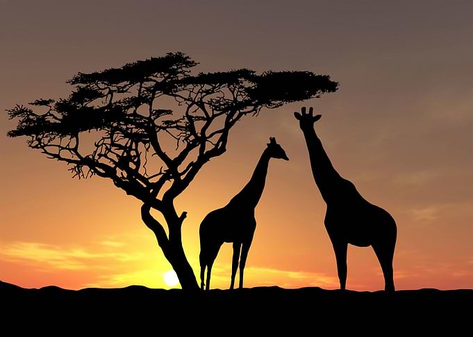 Giraffe Twiga