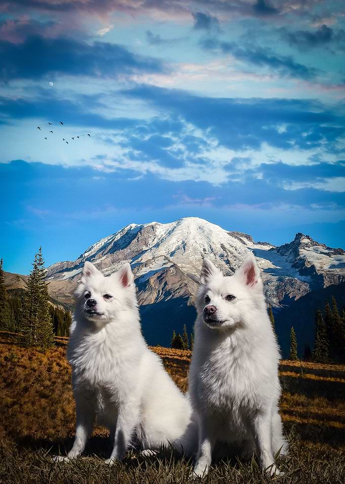 A pair of Japanese Spitz