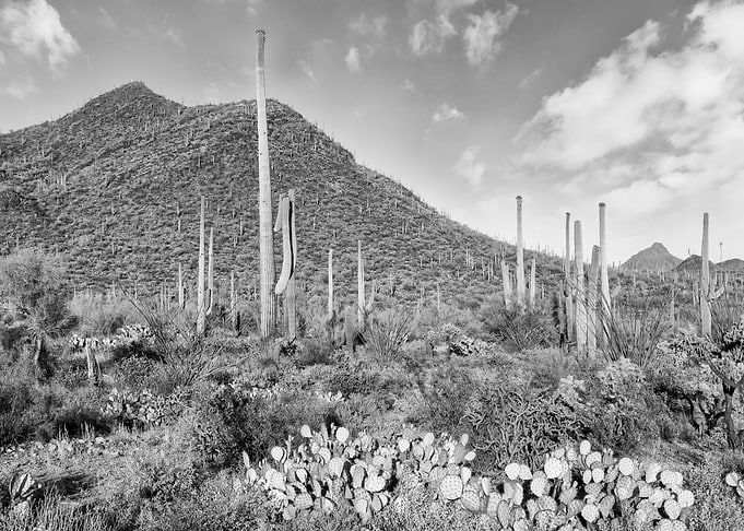 SAGUARO Desert Scenery