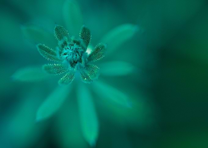 blur high angle plant