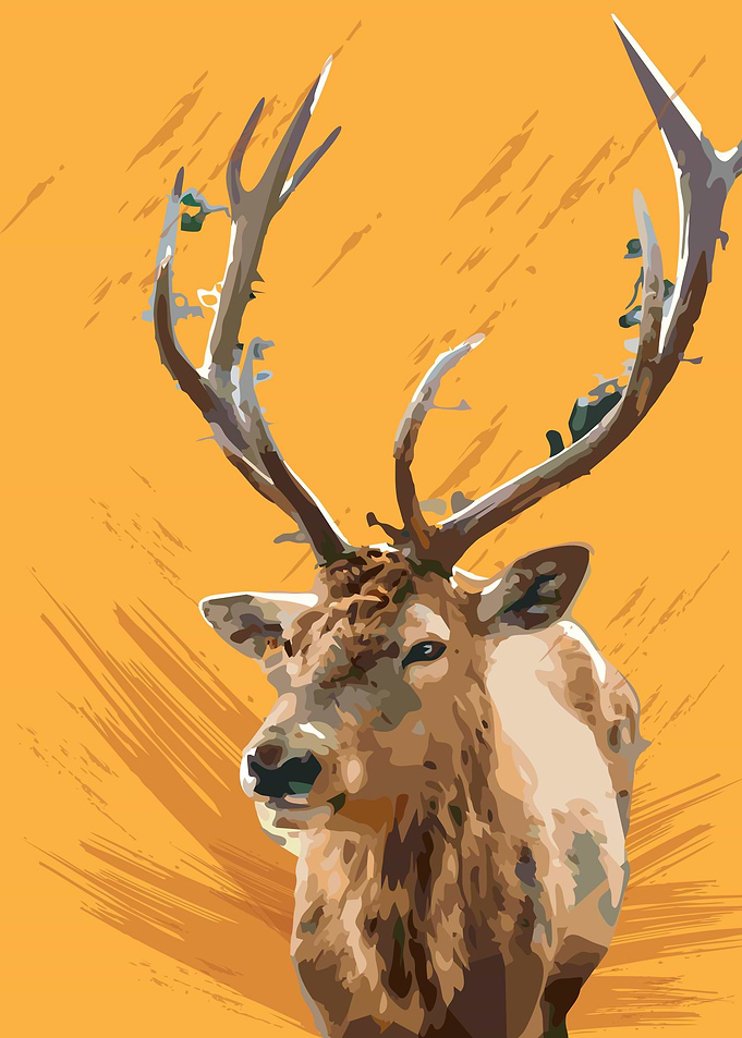 deer