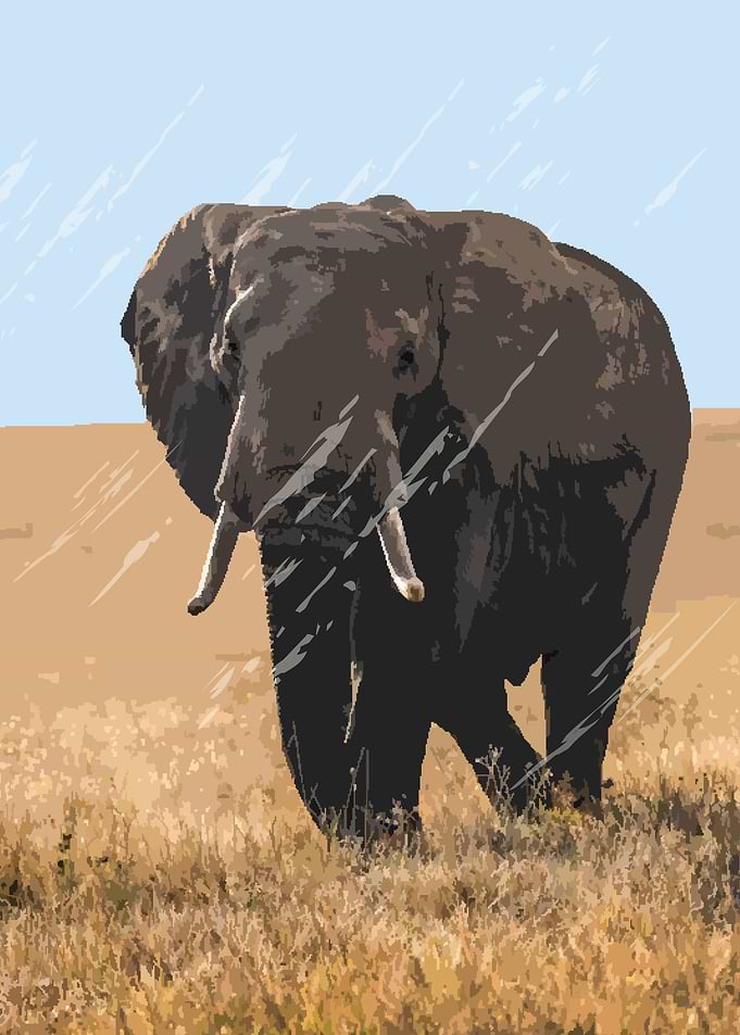 elephant