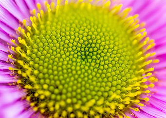 Pink Daisy