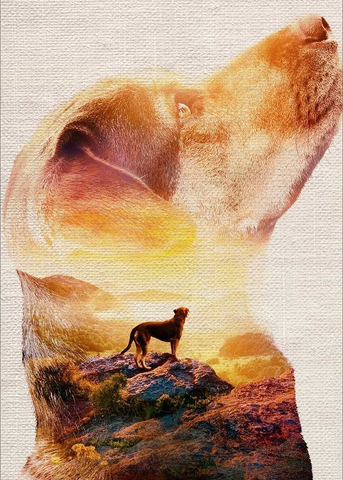 A Dogs Way Home
