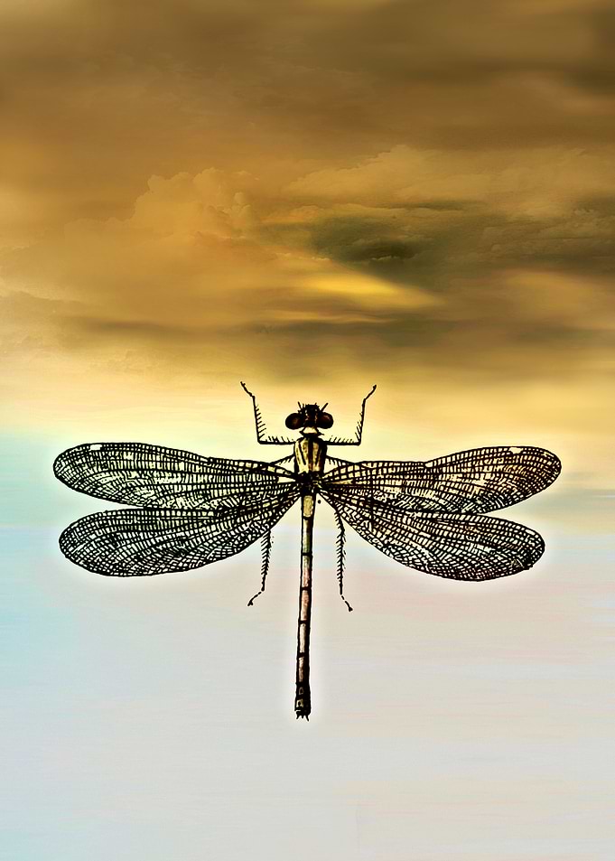 DRAGONFLY I