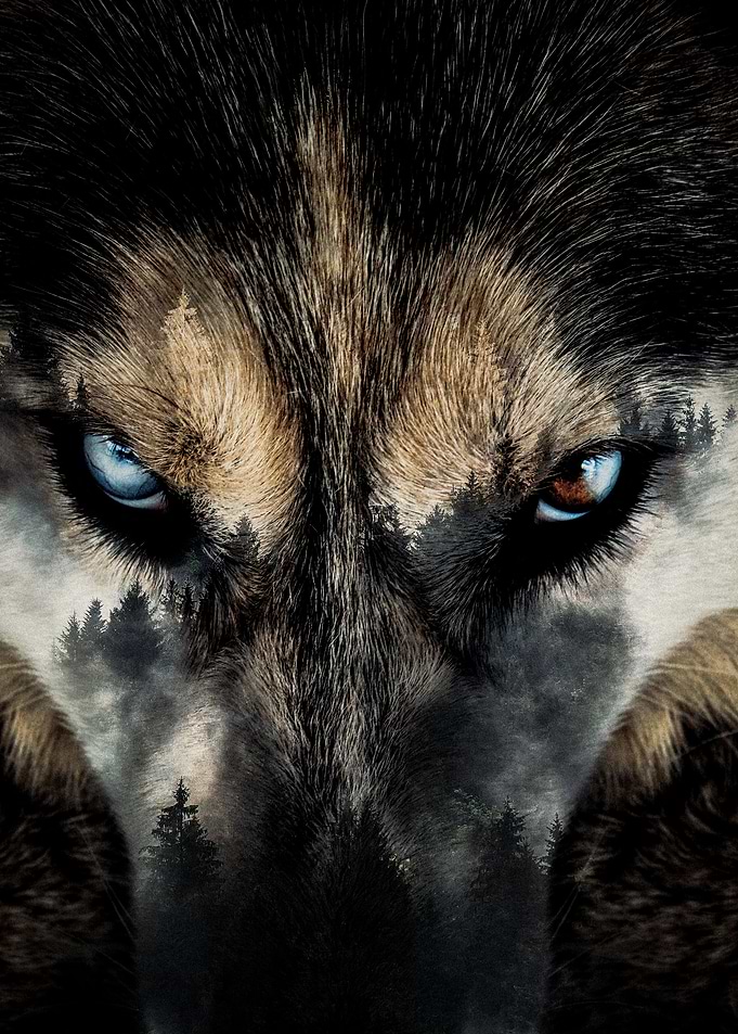 Husky