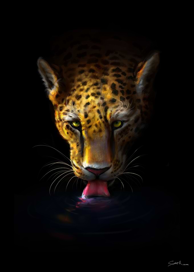 Leopard