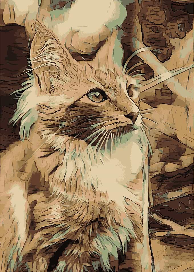 Animal Cat