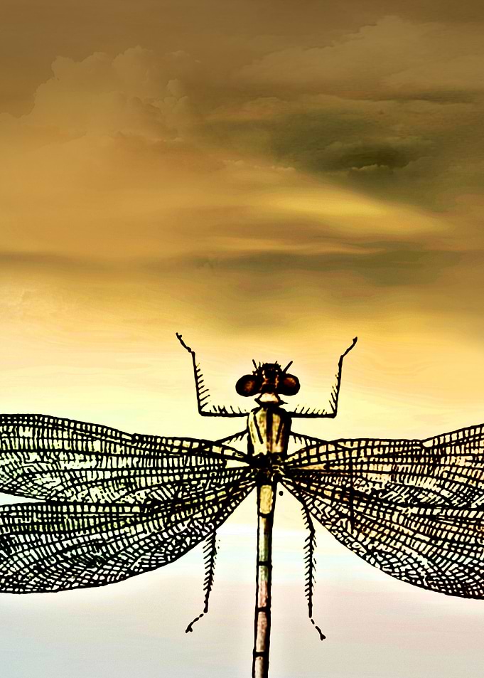 DRAGONFLY IB