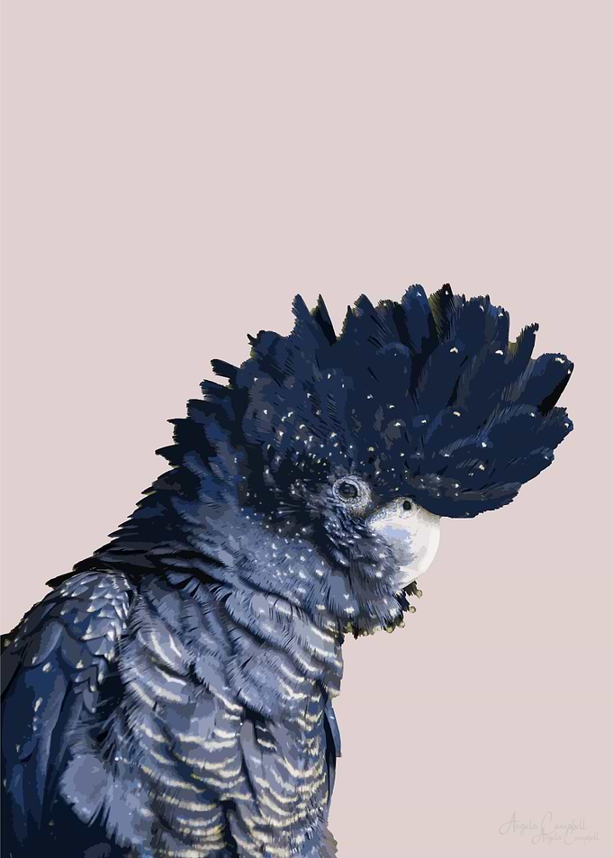 Black Cockatoo on pink