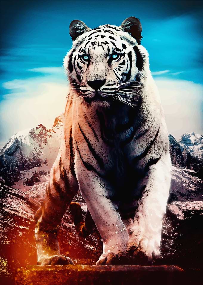 White Tigre with blue eyes