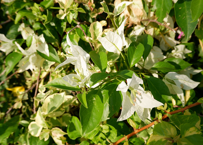 White Flower