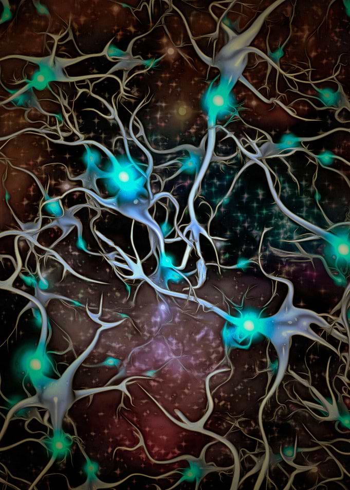 Neurons brain cells