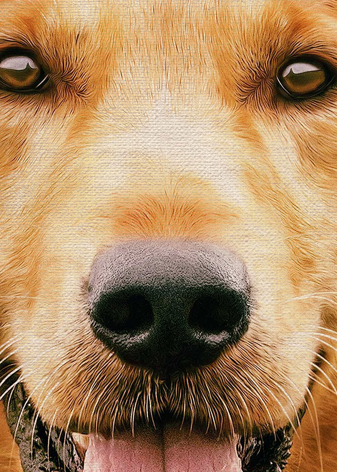 A Dogs Purpose