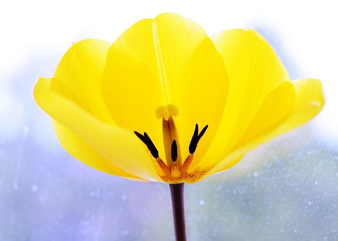 Tulip Tuesday