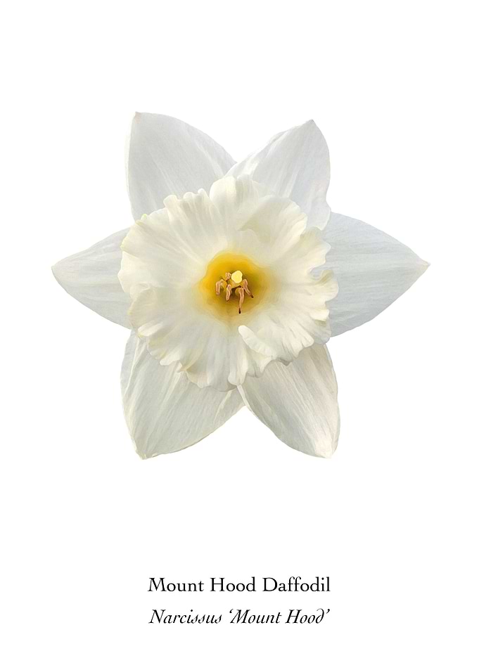 Mount Hood Daffodil