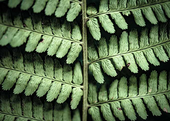 Fern