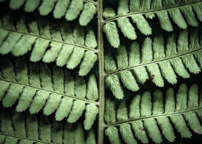 Fern
