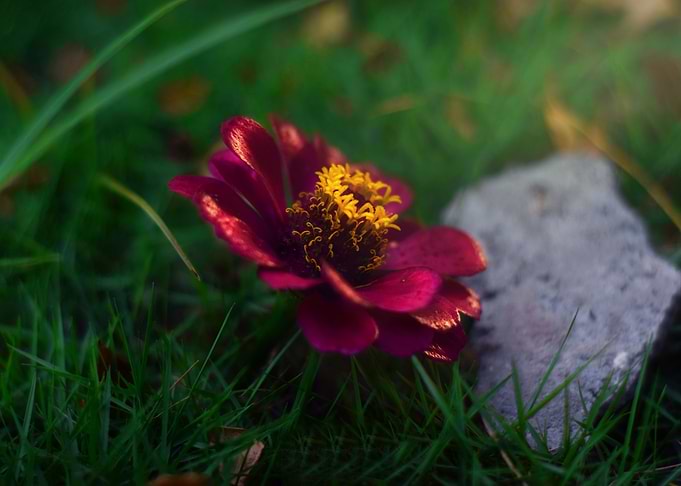 flower and the rock