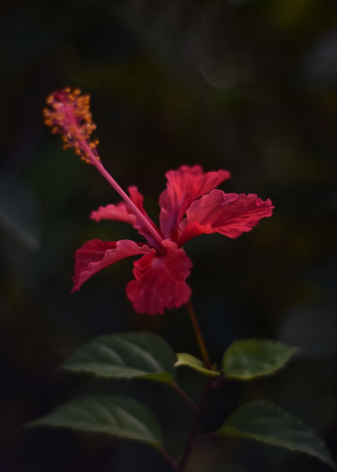 Lone Hibiscus