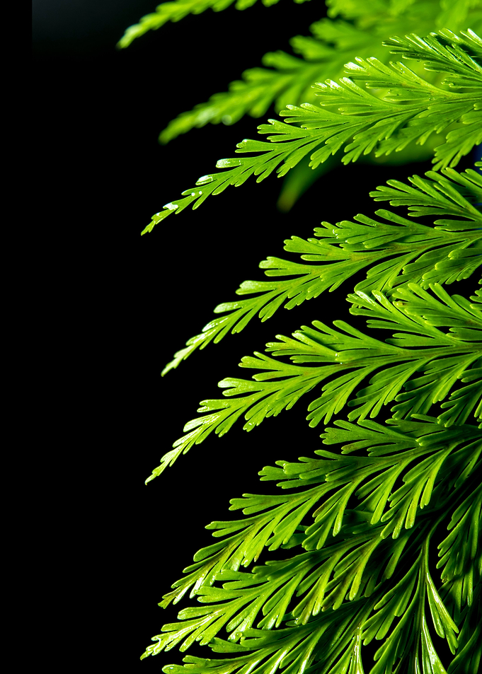 Freshness fern on black