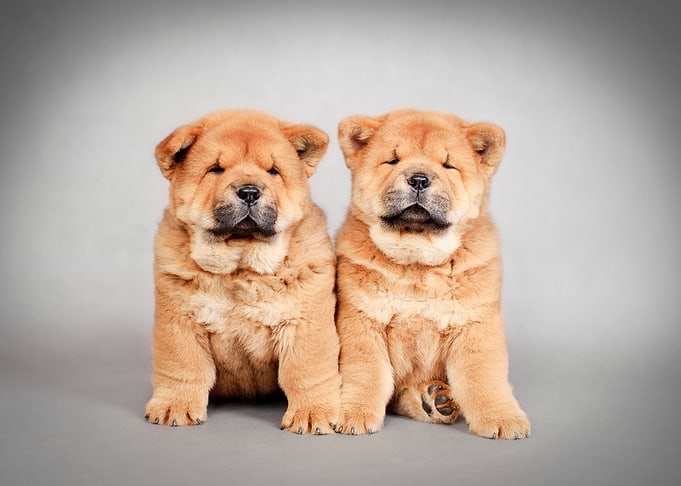 Chow chow puppies