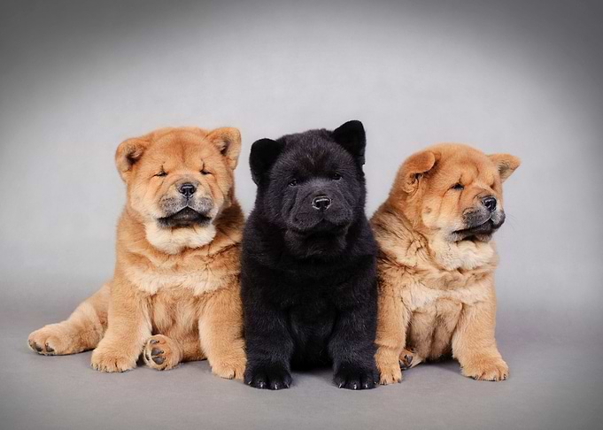 Chow chow puppies