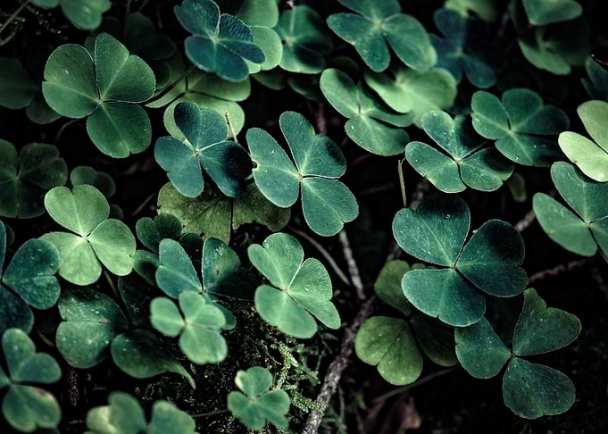 Family of Clovers