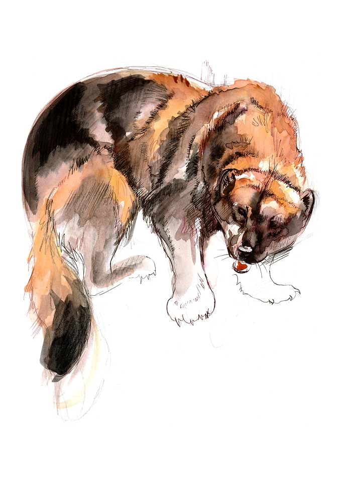 American Gulo watercolor