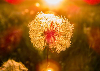 Dandelion at sunset
