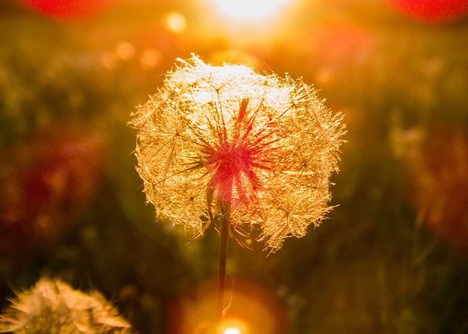 Dandelion at sunset