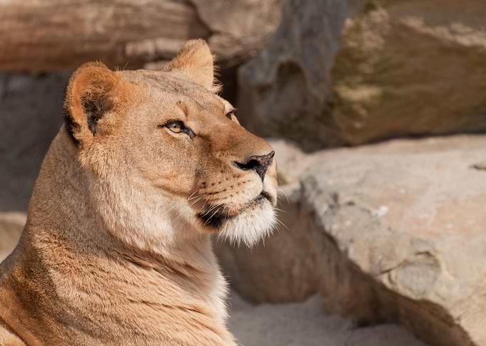 Female Lion