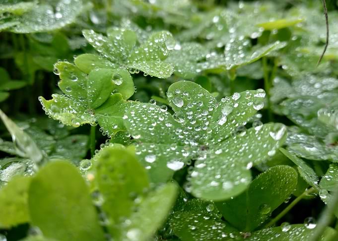closeup of clover water