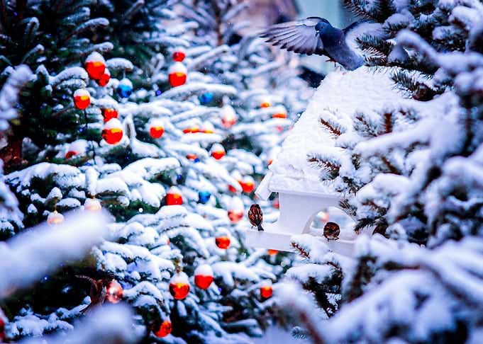 Christmas Idyll