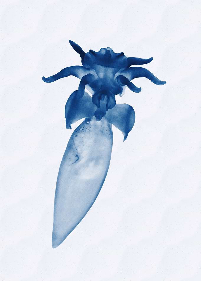 Clione limacina