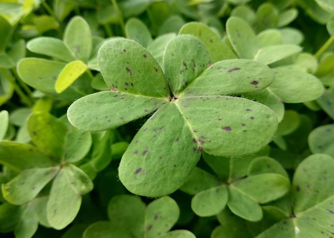 Closeup Green Clover Leav