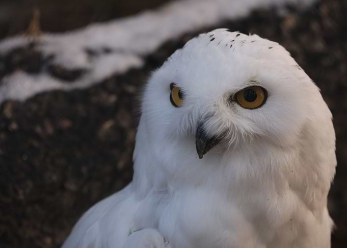 Snowy