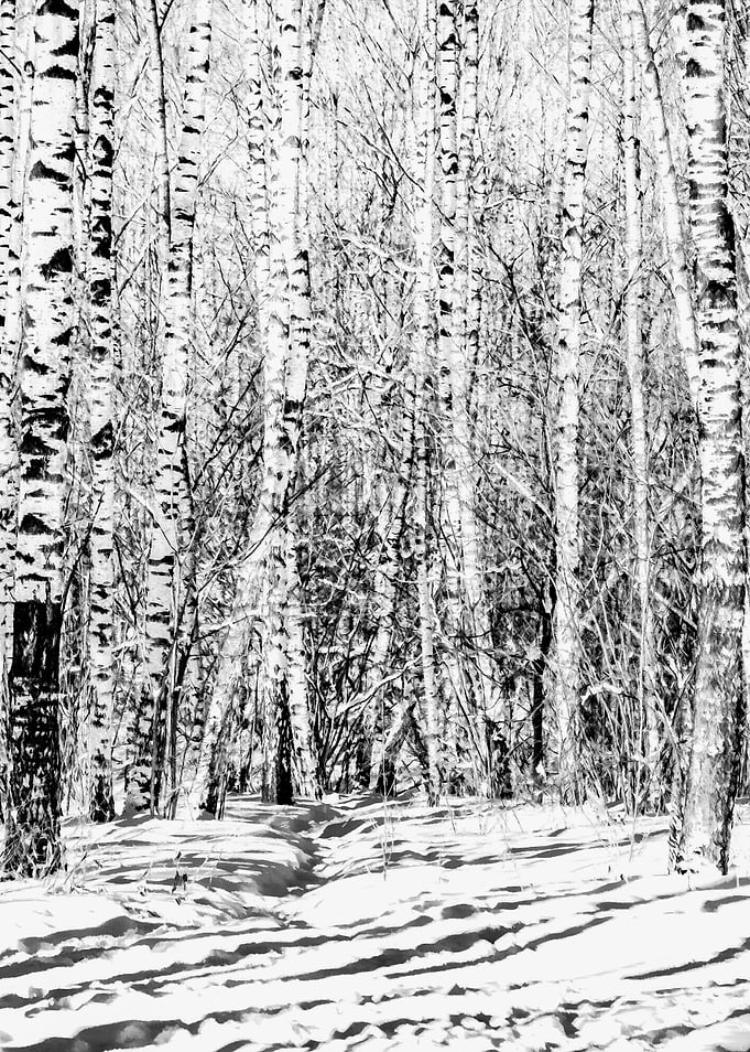 Birch Grove Vertical