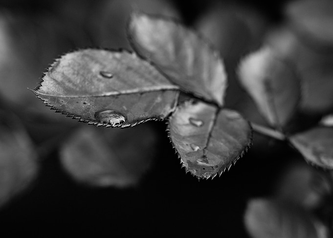 After The Rain