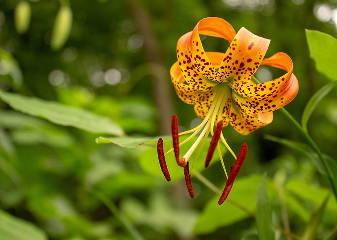 Wild Flower
