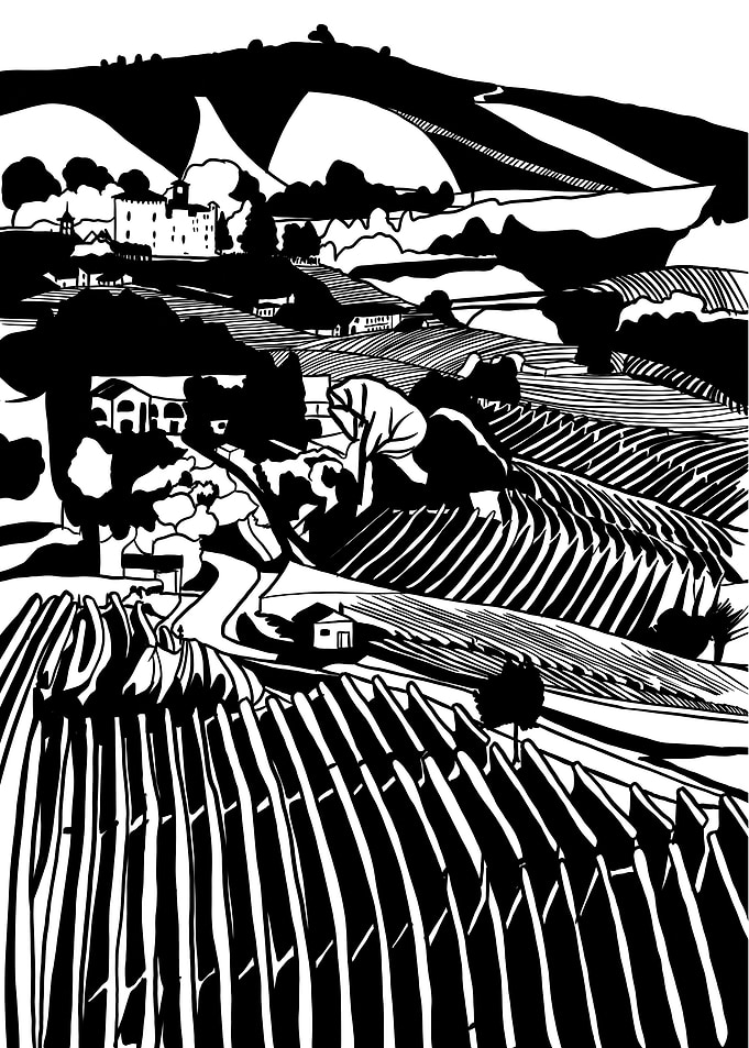 Vineyard in black n white