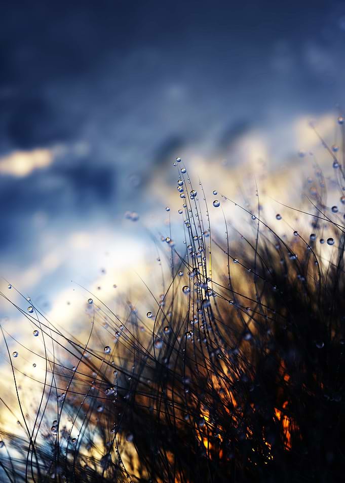 The dew